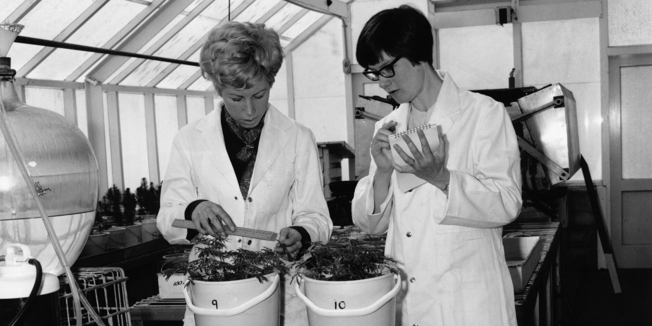 J-Nairn-and-Ruth-Gadgil-check-lupin-growth-in-glasshouse-1969 J-Nairn-and-Ruth-Gadgil-check-lupin-growth-in-glasshouse-1969
