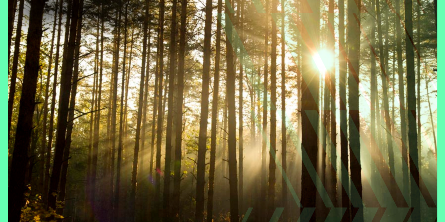 Biomass blog