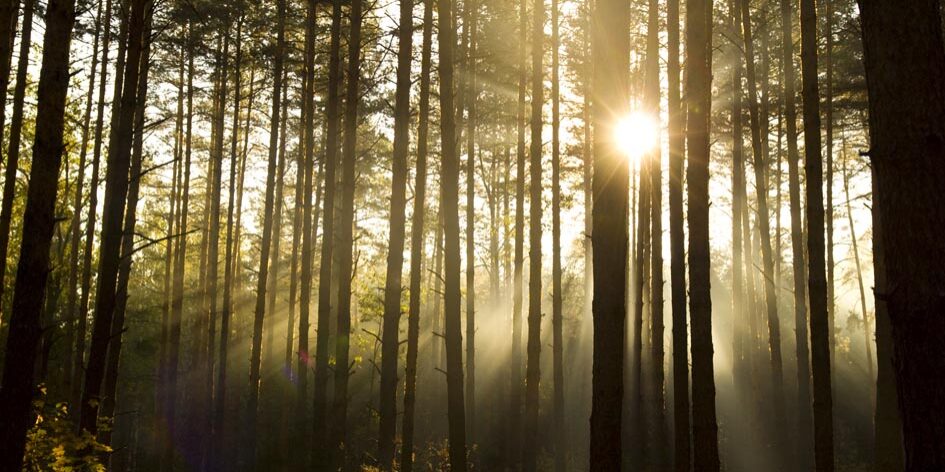 Early autumn morning - all in a fog and the sun